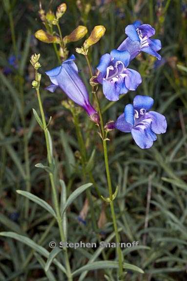 penstemon azureus var azureus 1 graphic